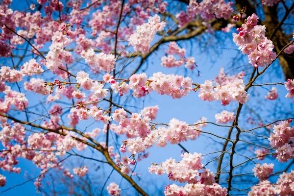 Sakura flor no fundo da natureza. flor de primavera rosa backgrou — Fotografia de Stock