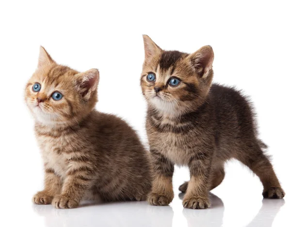 Dois pequenos olhos azuis gatinho. Gatinhos da raça britânica isolados em — Fotografia de Stock