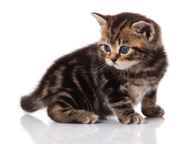 Beyaz arka plan üzerinde küçük kedi yavrusu. çizgili kedicik