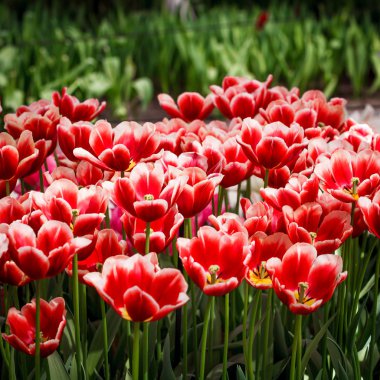 Lale. renkli Lale. Bahar, renkli Lale laleler