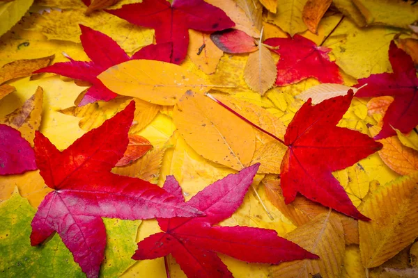 Autumn Leaves Background. Hojas de arce árbol — Foto de Stock