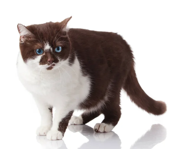 Gato de ojos azules. gato aislado sobre fondo blanco — Foto de Stock