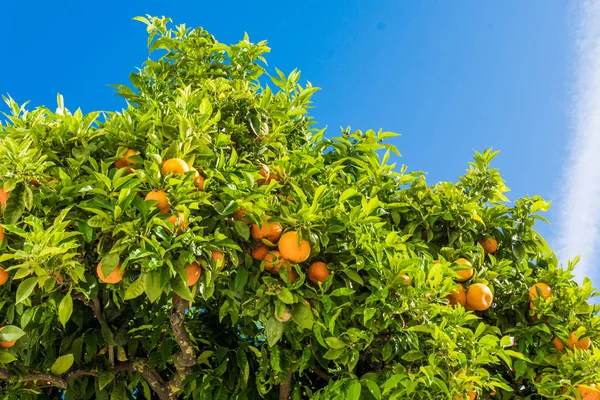 Tangerine träd. Apelsiner på en citrus träd. klementiner mognad — Stockfoto