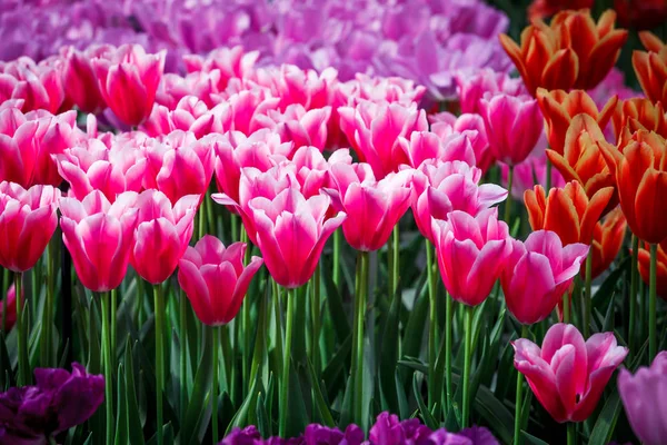 Flores coloridas fundo abstrato. tulipas — Fotografia de Stock