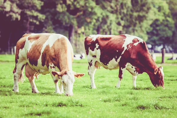 Manada de vacas en el campo verde de verano. Estilo vintage —  Fotos de Stock