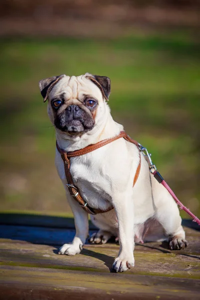 Mops pies. Portret psa — Zdjęcie stockowe