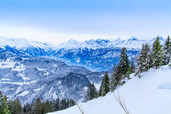 Linda paisagem de inverno. árvores cobertas de neve — Fotografia de Stock