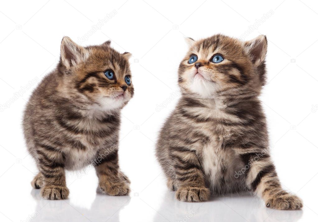 Two little blue eyes kitten.  British breed kittens  isolated on