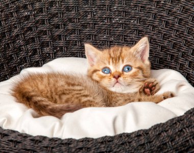 Beyaz arka plan üzerinde izole kedi yavrusu. küçük kedi 