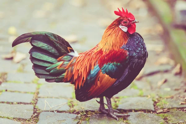 Beautiful cock. colorful rooster. — Stock Photo, Image