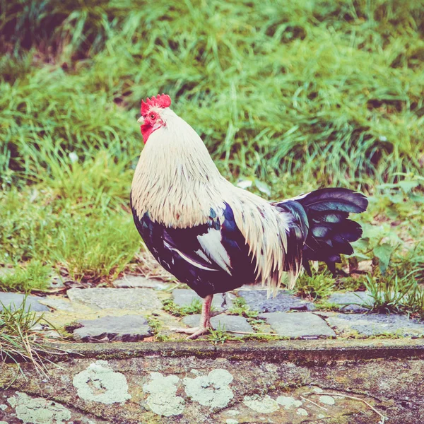 Kleurrijke haan. Mooie duiver — Stockfoto