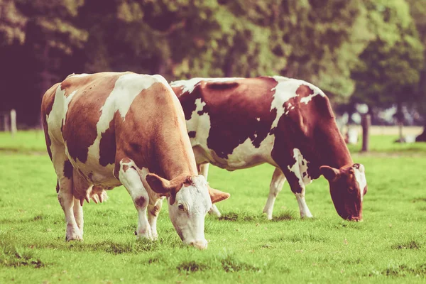 Herd of cows at summer green field. Vintage style — Stock Photo, Image