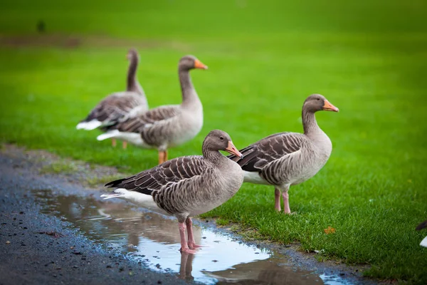 Oche sul prato verde. oche e oca. Gruppo di oche grigie — Foto Stock