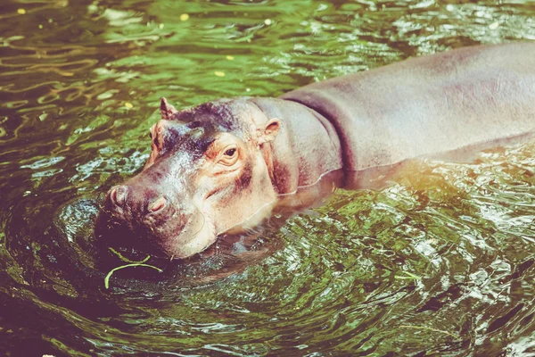 Ippopotamo. Ippona fuori dall'acqua — Foto Stock