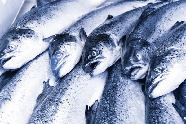 Fresh fish on ice. seafood at the fish market — Stock Photo, Image
