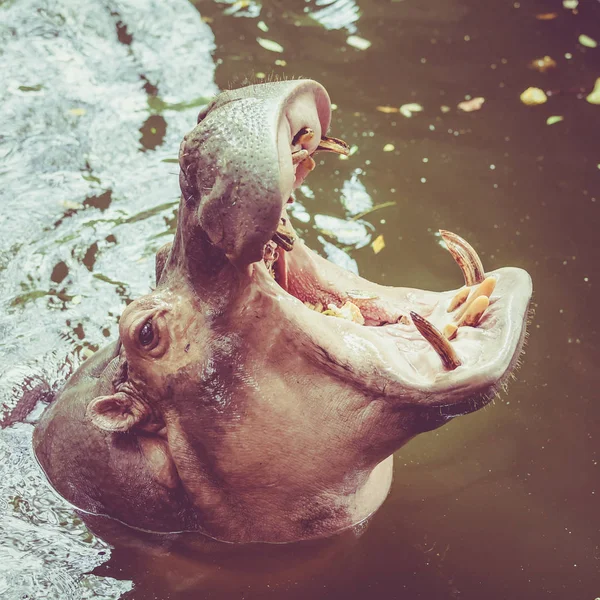 水の中のカバ。一般的なカバのあくび — ストック写真