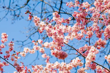 Sakura çiçek doğa arka plan üzerinde. pembe bahar çiçeği backgrou