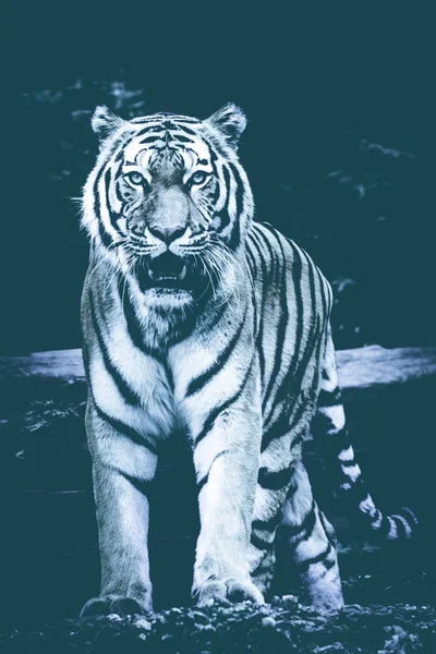 Tigre no fundo preto. Preto & Branco tigre bonito — Fotografia de Stock