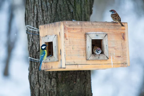 Alimentadores de pássaros. casa de árvore para os pássaros. Alimentador de aves no inverno p — Fotografia de Stock