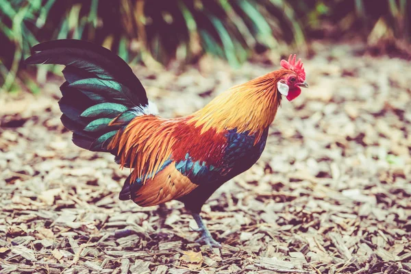 Rooster. Cock in Vintage  style — Stock Photo, Image