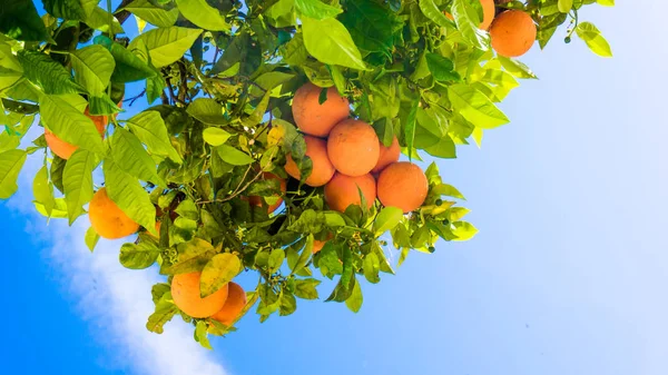 Árvore de tangerina. Laranjas em uma árvore cítrica. clementinas amadurecimento — Fotografia de Stock
