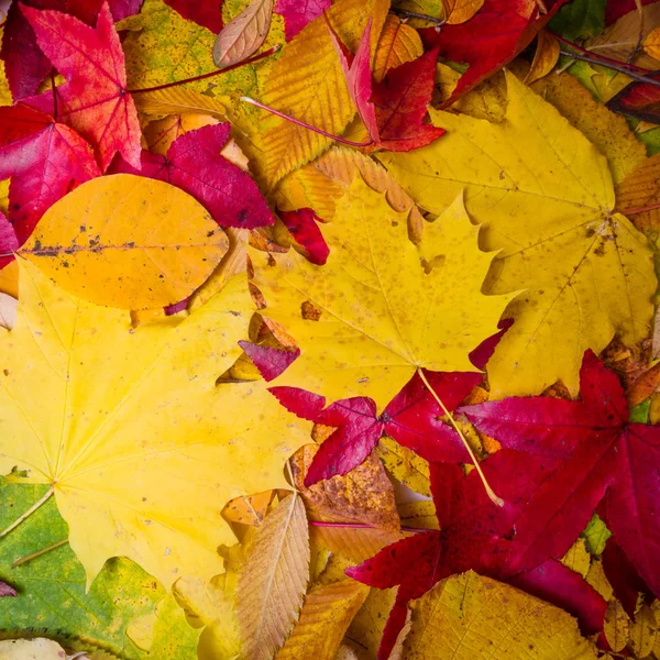 Fall leaves background. autumn leaves — Stock Photo, Image
