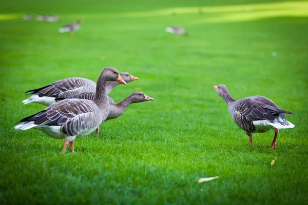 Gansos en prado verde. gansos y ganso. Grupo de gansos grises — Foto de Stock