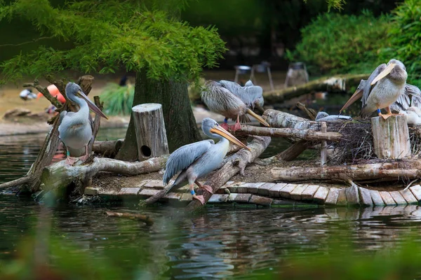 Witte pelikaan. groep van de pelikanen in de vijver — Stockfoto