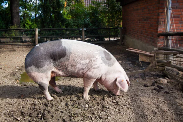 Świnia domowa. Duża świnia. świń w gospodarstwie — Zdjęcie stockowe