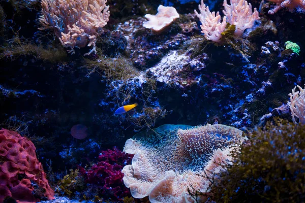 Mar tropical subaquático com recifes de coral e peixes. bela vie — Fotografia de Stock