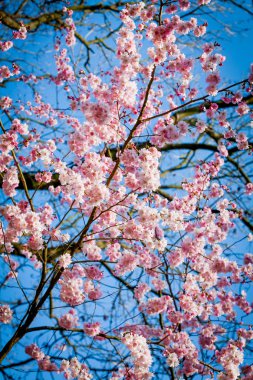 Sakura çiçek doğa arka plan üzerinde. pembe bahar çiçeği backgrou