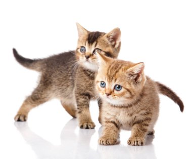 İki küçük mavi gözlü yavru kedi. İngiliz cins yavru kedi üzerinde izole