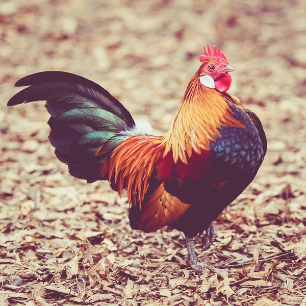 Hermosa polla. gallo colorido . —  Fotos de Stock