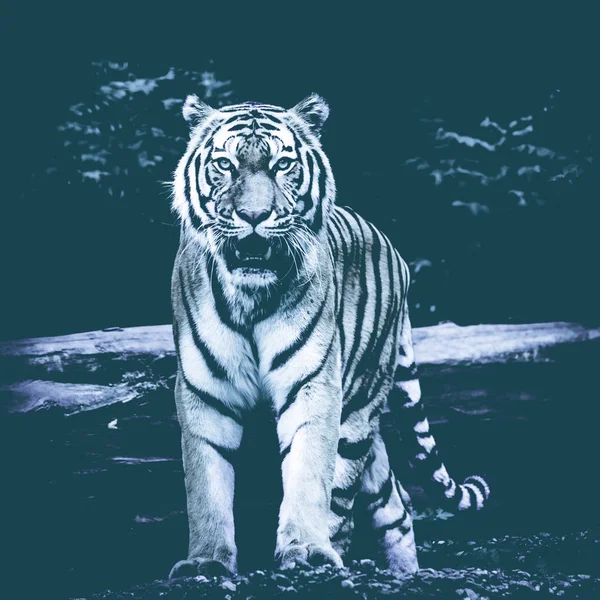 Tiger op zwarte achtergrond. Mooi zwart & wit tijger — Stockfoto
