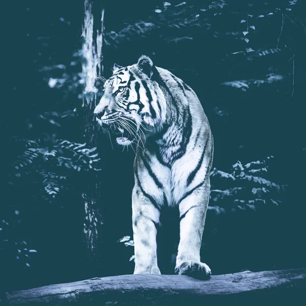 Тигр на черном фоне. Черно-белый тигр — стоковое фото