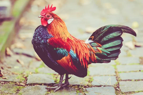 Rooster. Cock in Vintage  style — Stock fotografie