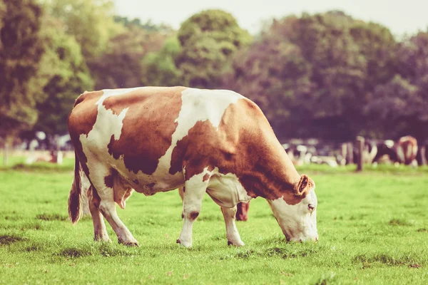 Herd of cows at summer green field. Vintage style — Stock Photo, Image