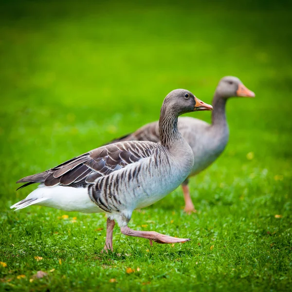Gansos en prado verde. gansos y ganso. Grupo de gansos grises — Foto de Stock