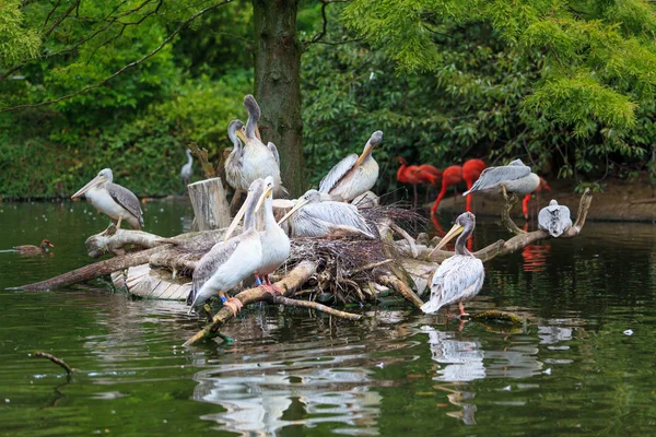 Beyaz Pelikan. Pelikan havuzda grup — Stok fotoğraf