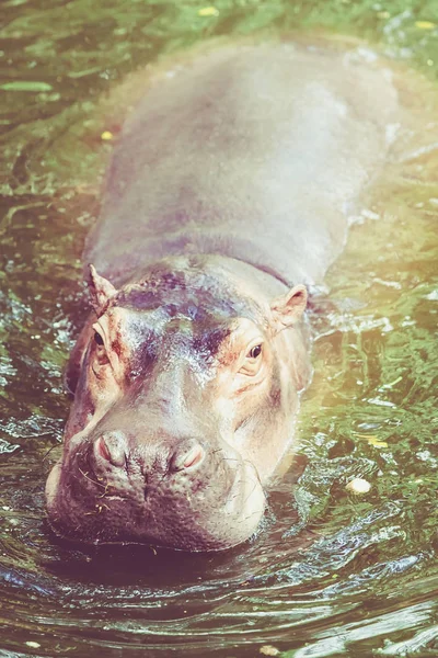 Flodhäst. Hippo ut vattnet — Stockfoto