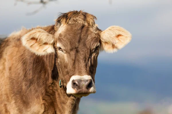 Portret krowy. Krowa. Zbliżenie na głowy krowy pasące się na pole — Zdjęcie stockowe
