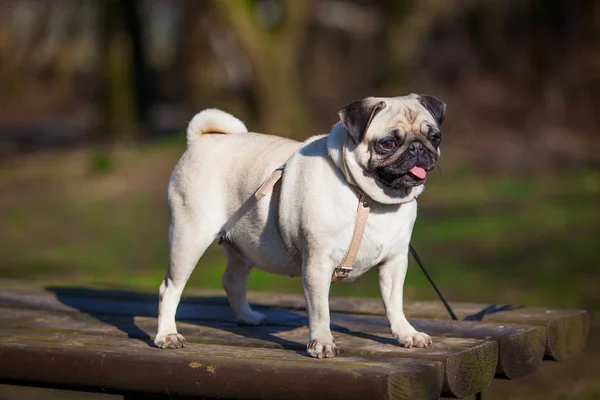 Mops hunden. hund porträtt — Stockfoto