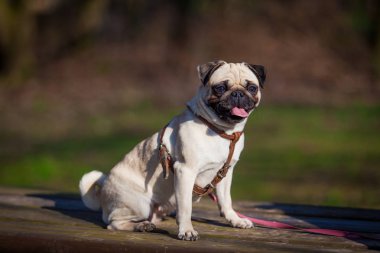 Pug köpek. köpek portre