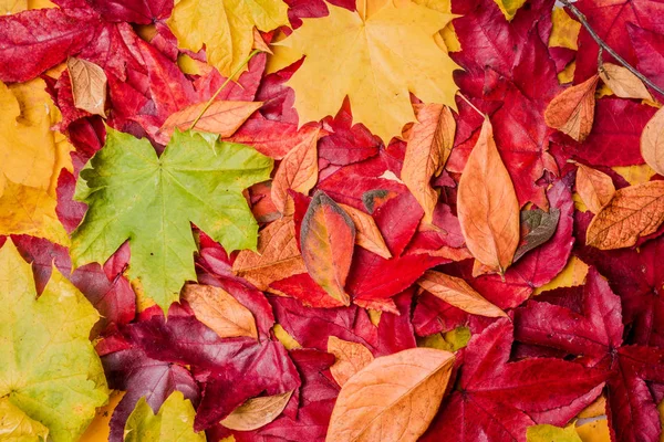 Fondo de las hojas de otoño. Fondo de otoño — Foto de Stock