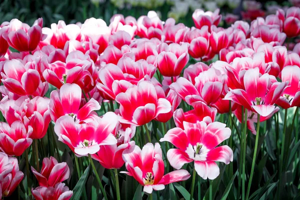 Blommor bakgrund. vacker trädgård blommor — Stockfoto