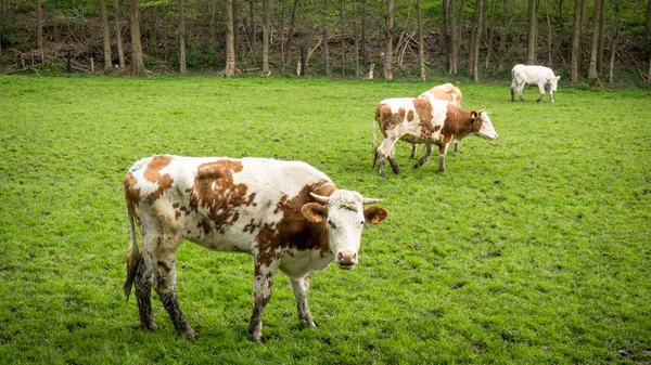 Vaca sucia. Vacas pastando en un campo verde —  Fotos de Stock