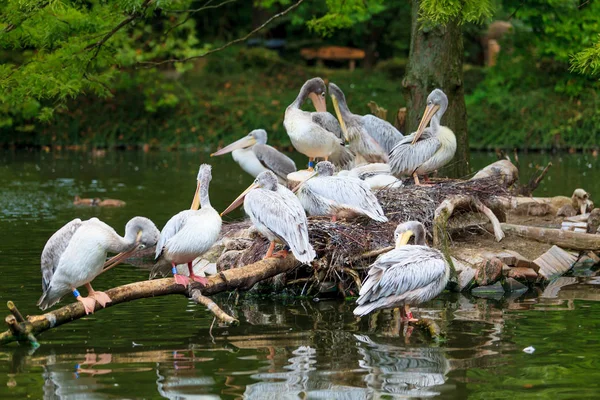 Pelicano Branco. grupo de pelicanos na lagoa — Fotografia de Stock