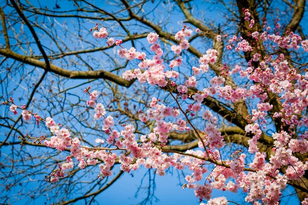 Sakura Blume auf dem Hintergrund der Natur. rosafarbener Frühlingsblütenhintergrund — Stockfoto