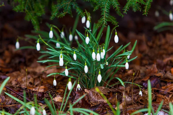 Snowdrop flowers. Spring flowers. Galanthus woronowii — Stock Photo, Image