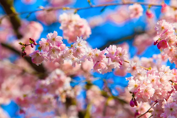 美丽的樱花景观。春天的樱花粉色花朵 — 图库照片